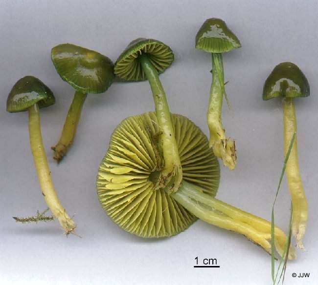 Hygrocybe psittacina